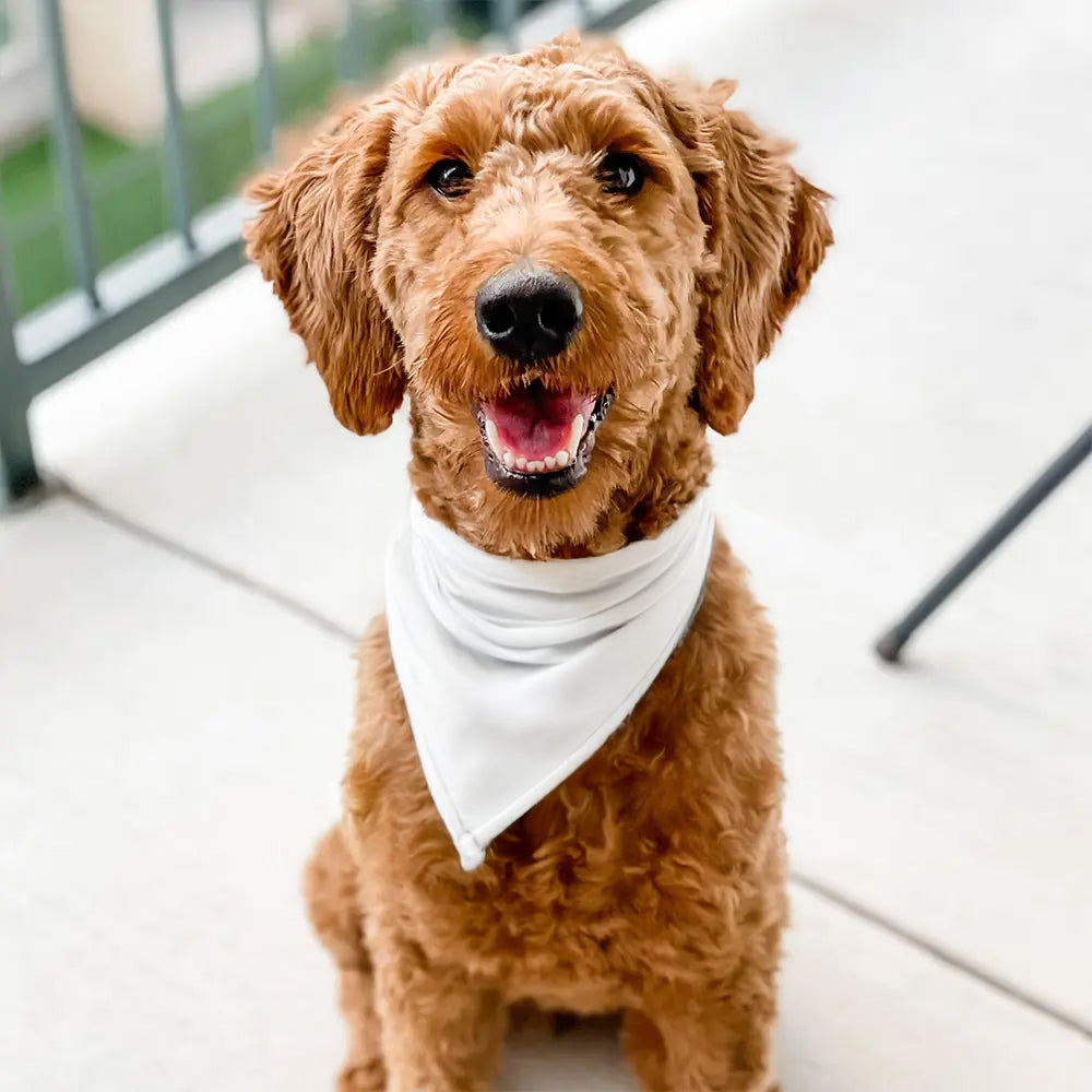 Pet Bandana